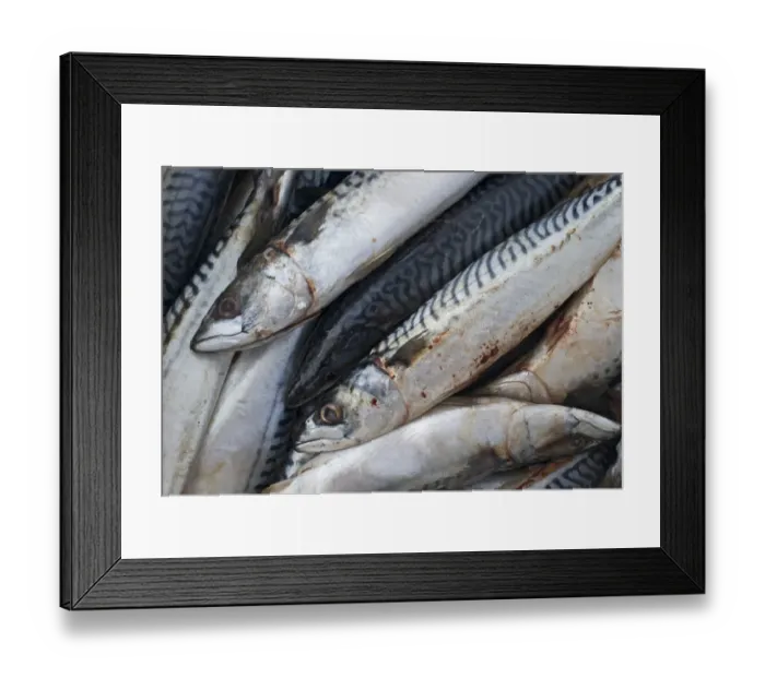 Framed Print : Mackerel at market Shetland June Framed Print : Mackerel at market Shetland June