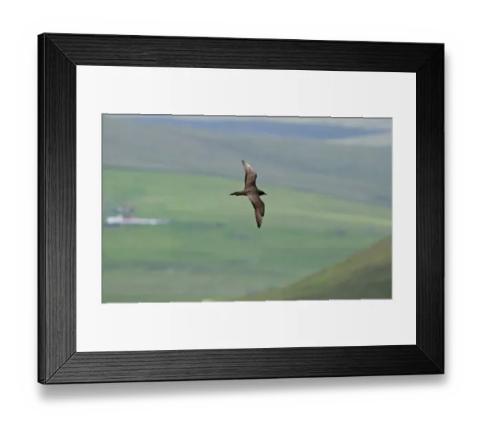 Framed Print : Arctic Skua (Parasitic Jeager) Stercorarius parasiticus Unst Shetland June Framed Print : Arctic Skua (Parasitic Jeager) Stercorarius parasiticus Unst Shetland June