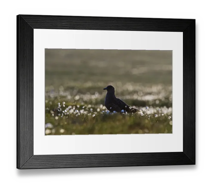 Framed Print : Great Skua Stercorarius skua among cotton grass in late evening Unst Shetland June Framed Print : Great Skua Stercorarius skua among cotton grass in late evening Unst Shetland June