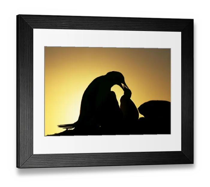 Framed Print : Gentoo Penguin, Pygoscelis papua, with chicks, silhouetted at sunset, Petermann Island Framed Print : Gentoo Penguin, Pygoscelis papua, with chicks, silhouetted at sunset, Petermann Island