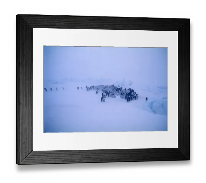 Framed Print : Emperor Penguins, Aptenodytes forsteri, young huddling together to form a creche to keep warm Framed Print : Emperor Penguins, Aptenodytes forsteri, young huddling together to form a creche to keep warm