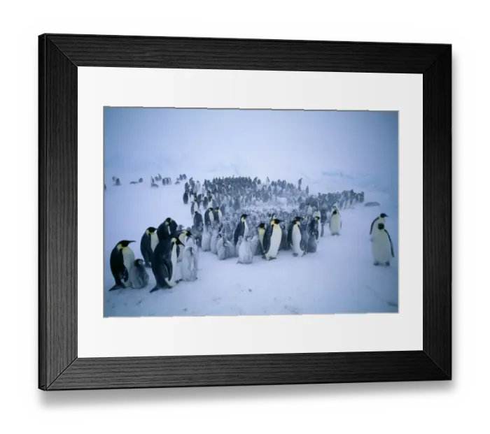 Framed Print : Emperor Penguins, Aptenodytes forsteri, young huddling together to form a creche to keep warm Framed Print : Emperor Penguins, Aptenodytes forsteri, young huddling together to form a creche to keep warm