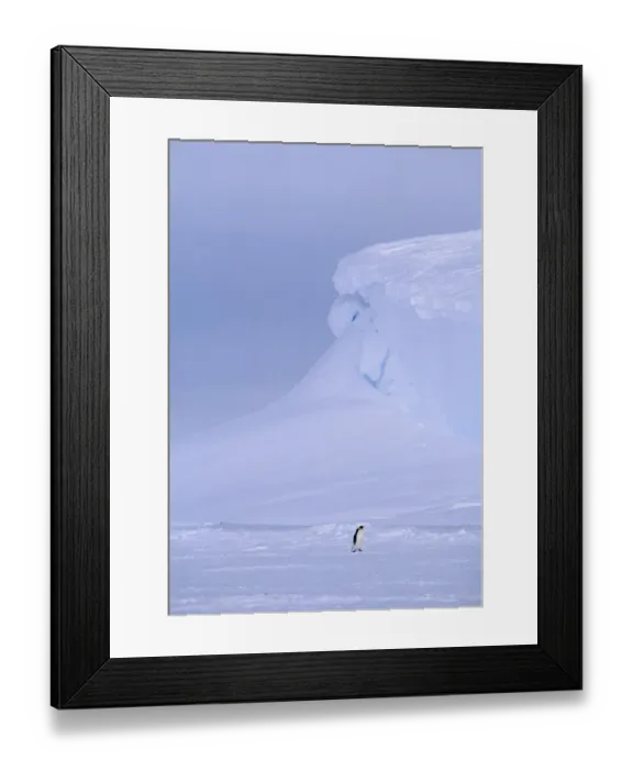 Framed Print : Emperor Penguin, Aptenodytes forsteri, returning to colony across sea ice, Weddell Sea Framed Print : Emperor Penguin, Aptenodytes forsteri, returning to colony across sea ice, Weddell Sea