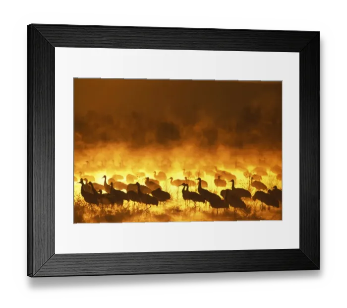 Framed Print : Sandhill Cranes, Grus canadensis, on roosting pond at dawn, Bosque Del Apache, New Mexico Framed Print : Sandhill Cranes, Grus canadensis, on roosting pond at dawn, Bosque Del Apache, New Mexico