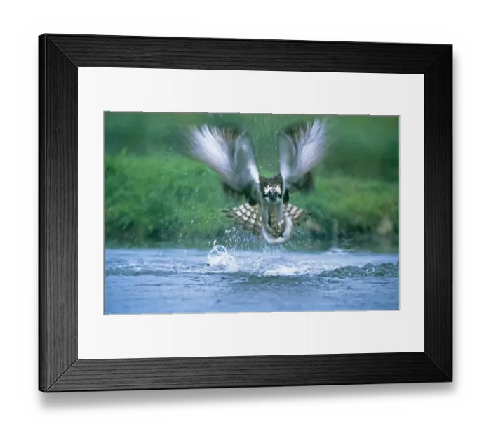 Framed Print : Osprey, Pandion haliaeetus, exploding out of water with a trout, Finland, summer Framed Print : Osprey, Pandion haliaeetus, exploding out of water with a trout, Finland, summer