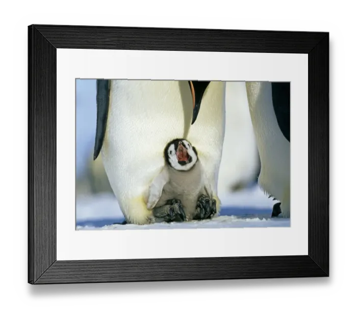 Framed Print : Emperor Penguins, Aptenodytes forsteri, chick on parents feet, begging for food, Weddell Sea Framed Print : Emperor Penguins, Aptenodytes forsteri, chick on parents feet, begging for food, Weddell Sea