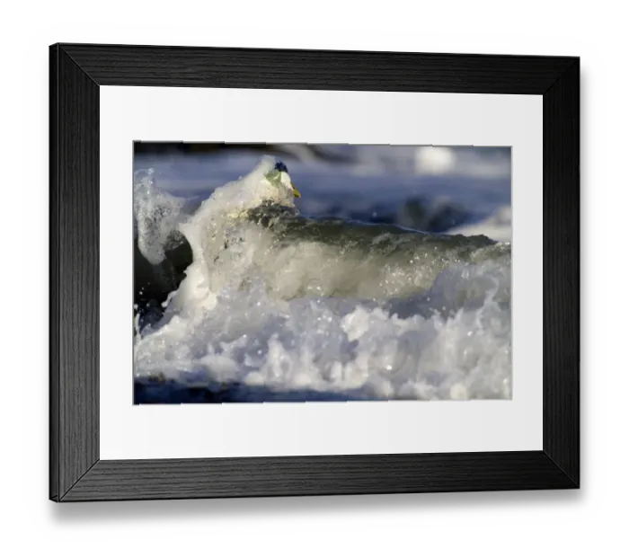 Framed Print : Eider Somateria mollissima male Northumberland UK winter Framed Print : Eider Somateria mollissima male Northumberland UK winter