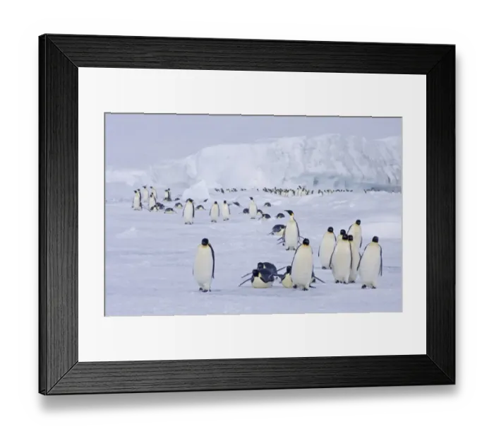 Framed Print : 02585dt. Emperor Penguins Aptenodytes forsteri on the march to the sea Framed Print : 02585dt. Emperor Penguins Aptenodytes forsteri on the march to the sea