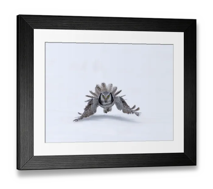 Framed Print : Hawk Owl Surnia ulula with vole Finland March Framed Print : Hawk Owl Surnia ulula with vole Finland March