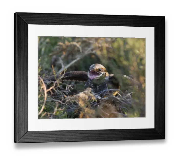 Framed Print : Nightjar Caprimulgus europaeus at nest in threat display towards advancing Adder Framed Print : Nightjar Caprimulgus europaeus at nest in threat display towards advancing Adder
