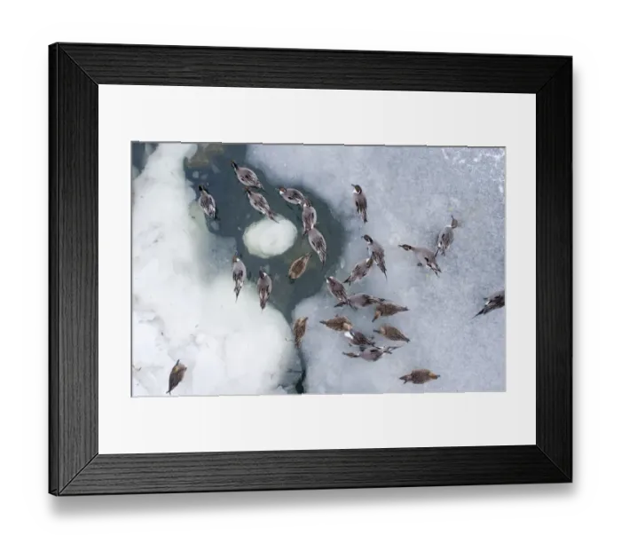 Framed Print : Pintail Anas acuta on frozen pool Odaito Hokkaido Japan winter Framed Print : Pintail Anas acuta on frozen pool Odaito Hokkaido Japan winter