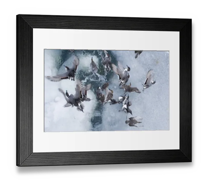 Framed Print : Pintail Anas acuta taking off from frozen pond Hokkaido Japan February Framed Print : Pintail Anas acuta taking off from frozen pond Hokkaido Japan February