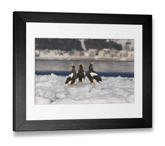 Framed Print : Stellers Eagles Haliaeetus pelagicus calling on sea ice off Rausu on Shiretoko Peninsula Framed Print : Stellers Eagles Haliaeetus pelagicus calling on sea ice off Rausu on Shiretoko Peninsula