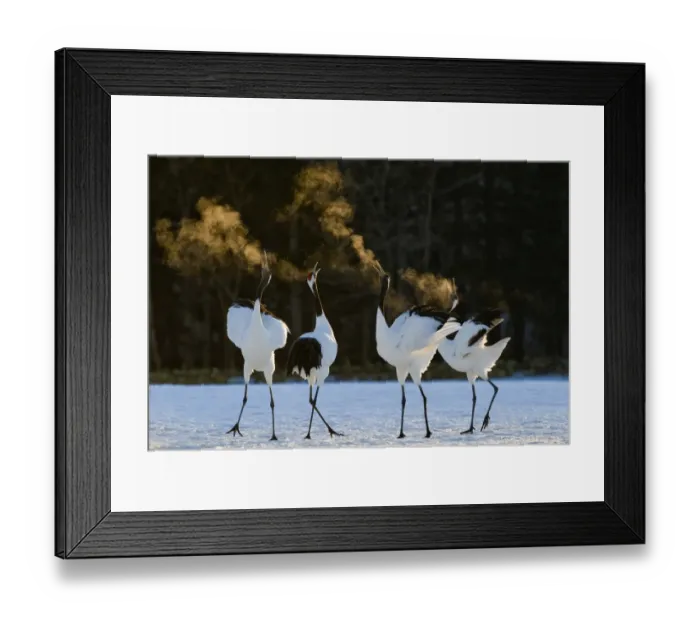 Framed Print : Red-crowned (Japanese) Cranes disaplaying at dawn Hokkaido Japan February Framed Print : Red-crowned (Japanese) Cranes disaplaying at dawn Hokkaido Japan February