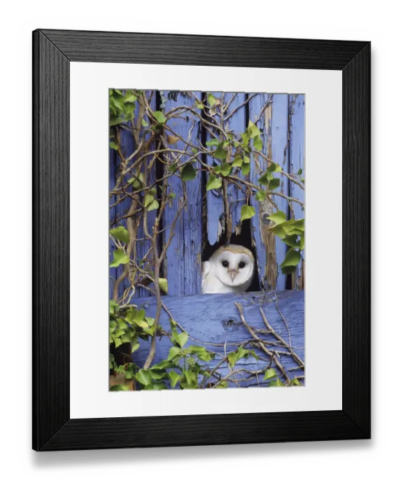 Framed Print : 02673dt. Barn Owl Tyto alba peering from barn door Kent UK Framed Print : 02673dt. Barn Owl Tyto alba peering from barn door Kent UK