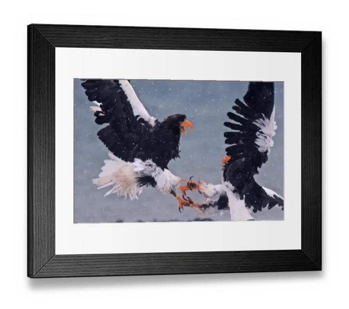 Framed Print : Stellers Eagles Haliaeetus pelagicus fighting Akan Hokkaido Japan Framed Print : Stellers Eagles Haliaeetus pelagicus fighting Akan Hokkaido Japan