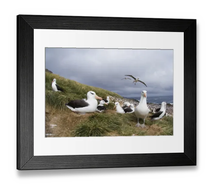 Framed Print : Black-browed Albatross Thalassarche melanophrys Steeple Jason Island Falklands November Framed Print : Black-browed Albatross Thalassarche melanophrys Steeple Jason Island Falklands November