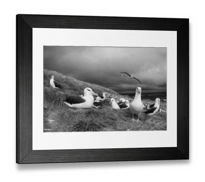 Framed Print : Black-browed Albatross Thalassarche melanophrys Steeple Jason Island Falklands November