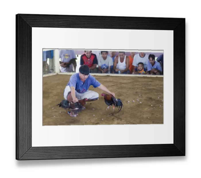 Framed Print : Cock-fight at Narra on Palawan Philippines - refferee holding both cocks towards end of fight Framed Print : Cock-fight at Narra on Palawan Philippines - refferee holding both cocks towards end of fight