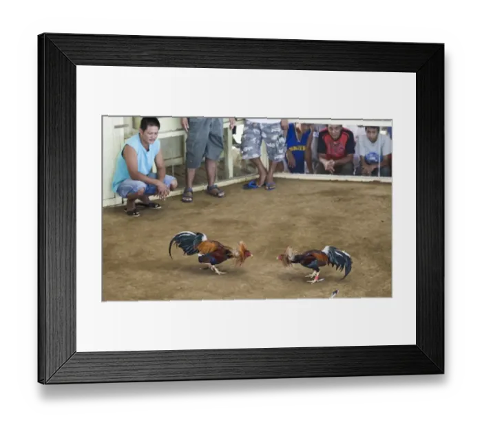 Framed Print : Cock-fight at Narra on Palawan Philippines Framed Print : Cock-fight at Narra on Palawan Philippines