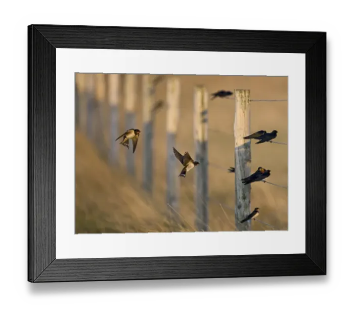 Framed Print : Barn Swallows Hirundo rustica migrants gathering on fence Cley Norfolk August Framed Print : Barn Swallows Hirundo rustica migrants gathering on fence Cley Norfolk August