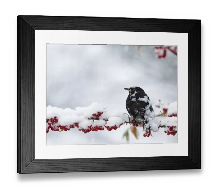 Framed Print : Blackbird Turdus merula male feeding on berries in garden in snow Norfolk winter Framed Print : Blackbird Turdus merula male feeding on berries in garden in snow Norfolk winter