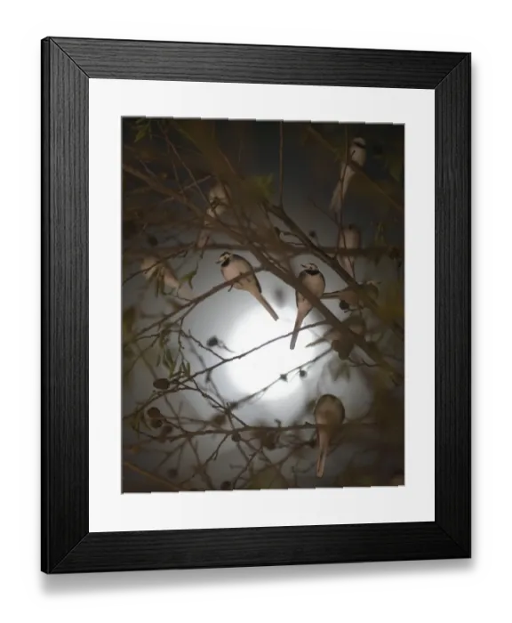 Framed Print : Pied Wagtails Motacilla alba silhouetted against the moon roosting in tree in shopping Framed Print : Pied Wagtails Motacilla alba silhouetted against the moon roosting in tree in shopping
