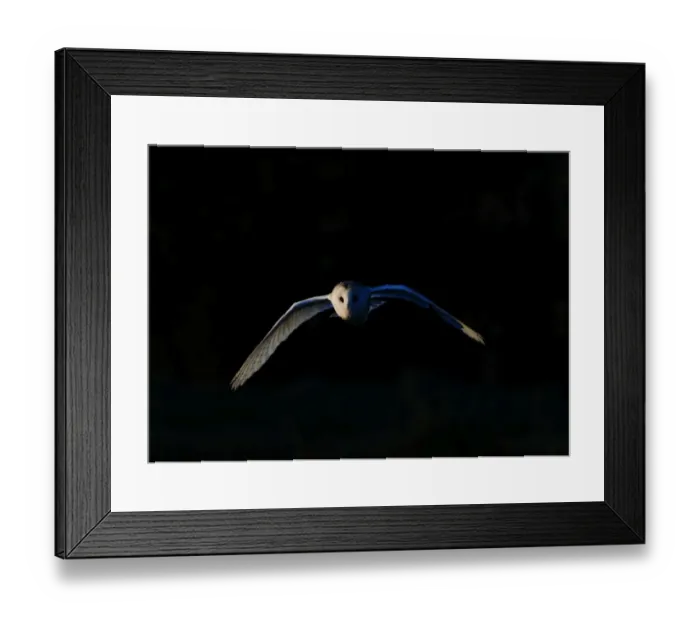 Framed Print : Barn Owl tyto alba hunting North Norfolk January Framed Print : Barn Owl tyto alba hunting North Norfolk January
