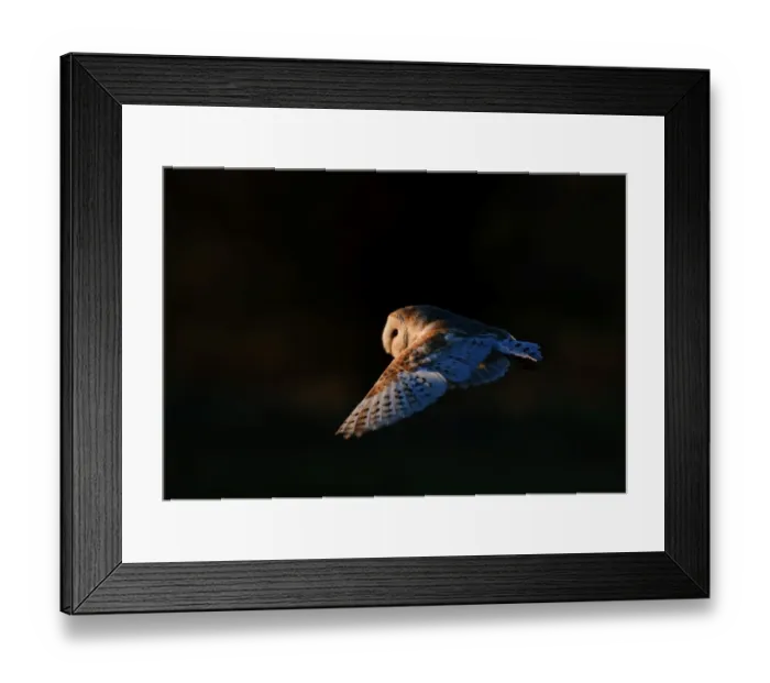 Framed Print : Barn Owl tyto alba hunting North Norfolk January Framed Print : Barn Owl tyto alba hunting North Norfolk January