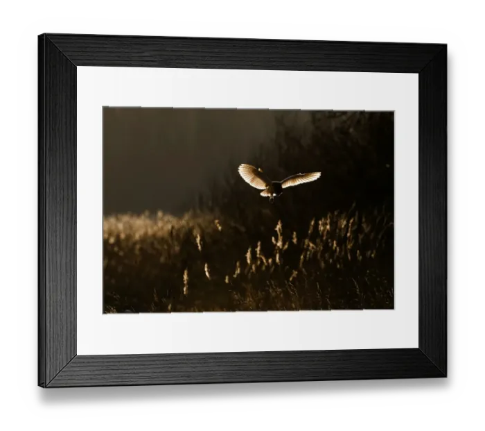 Framed Print : Barn Owl tyto alba hunting North Norfolk January