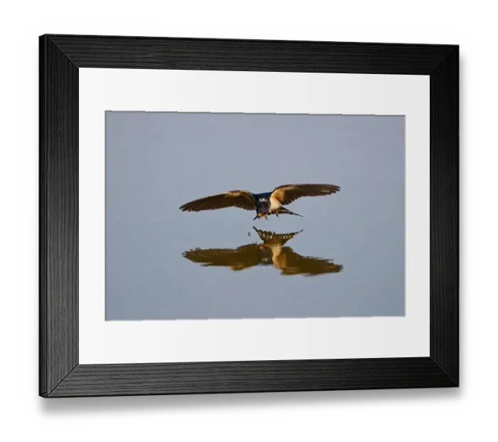 Framed Print : Barn Swallow Hirundo rustica about to pluck fly from surface of pool Cley Norfolk August Framed Print : Barn Swallow Hirundo rustica about to pluck fly from surface of pool Cley Norfolk August