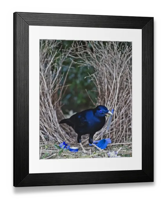Framed Print : Satin Bowerbird Ptilonorhynchus violaceus male depositing blue pen at bower Lamington Framed Print : Satin Bowerbird Ptilonorhynchus violaceus male depositing blue pen at bower Lamington