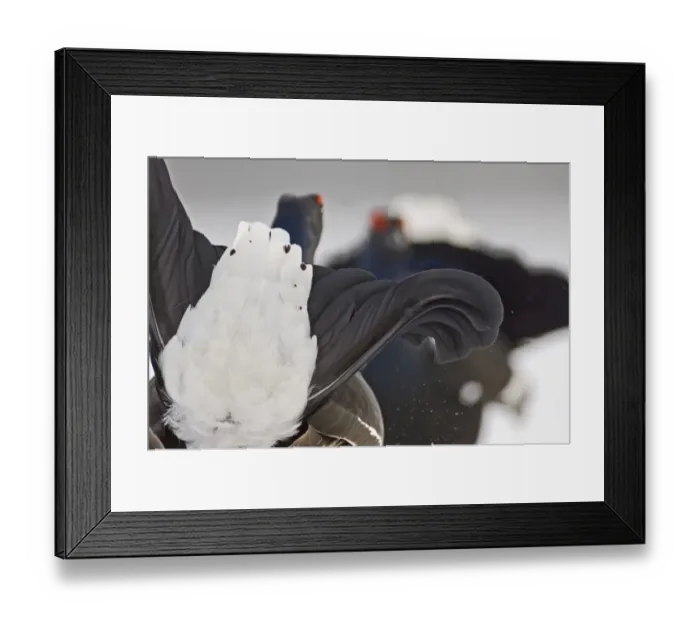 Framed Print : Black Grouse at lek Finland April Framed Print : Black Grouse at lek Finland April