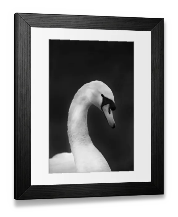 Framed Print : Mute Swan Cygnus olor male Norfolk winter Framed Print : Mute Swan Cygnus olor male Norfolk winter