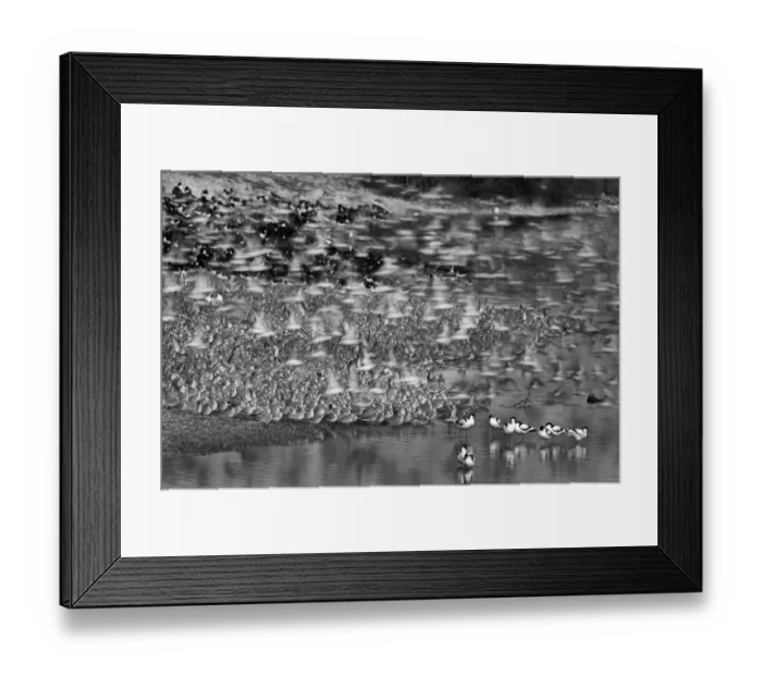 Framed Print : Knot Calidris canutus and Oystercatchers Haematopus ostralegus roosting at Snettisham Framed Print : Knot Calidris canutus and Oystercatchers Haematopus ostralegus roosting at Snettisham