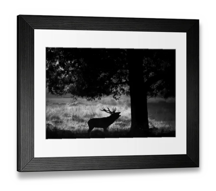 Framed Print : Red Deer, Cervus elaphus, stag calling at dawn, autumn, UK Framed Print : Red Deer, Cervus elaphus, stag calling at dawn, autumn, UK