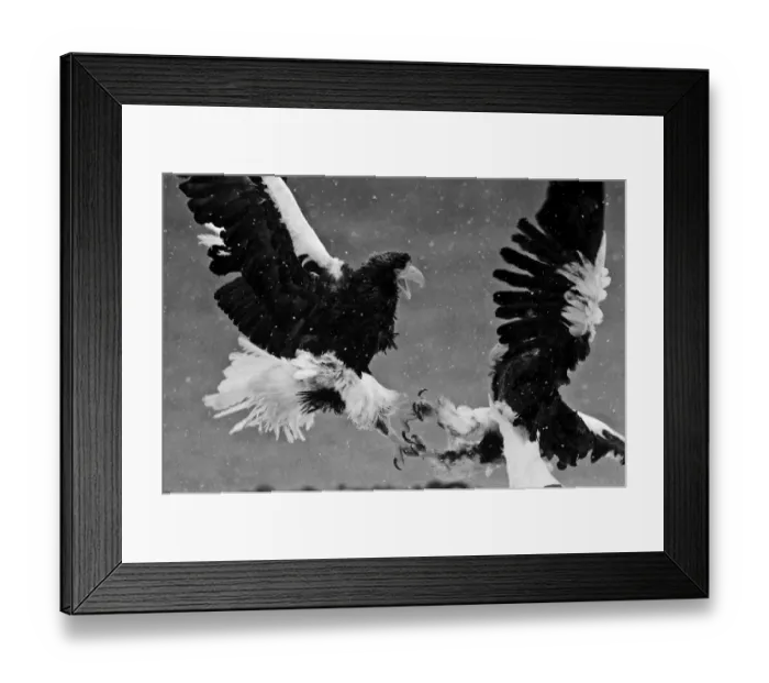 Framed Print : Stellers Eagles Haliaeetus pelagicus fighting Akan Hokkaido Japan Framed Print : Stellers Eagles Haliaeetus pelagicus fighting Akan Hokkaido Japan