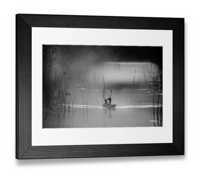 Framed Print : Greylag Goose Anser anser in dyke at dawn Cley NWT Reserve Norfolk April Framed Print : Greylag Goose Anser anser in dyke at dawn Cley NWT Reserve Norfolk April