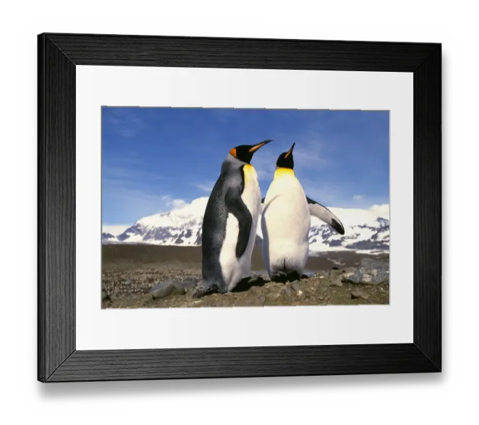 Framed Print : King Penguin, Aptenodytes patagonicus, St Andrews Bay, South Georgia, January Framed Print : King Penguin, Aptenodytes patagonicus, St Andrews Bay, South Georgia, January