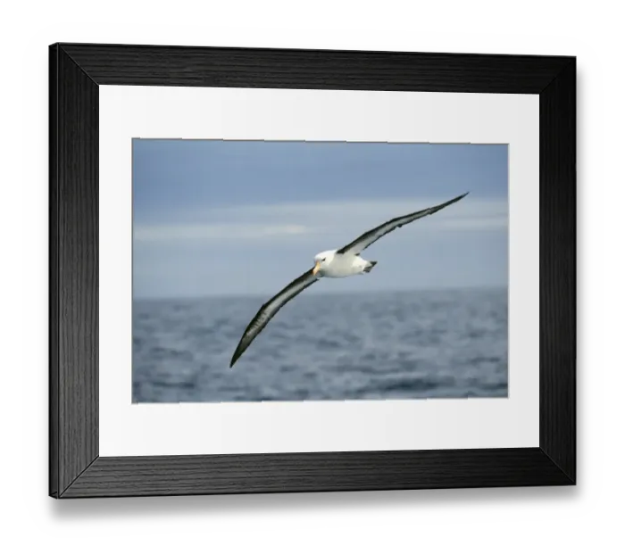 Framed Print : Black-browed Albatross Southern Ocean off Antarctica
