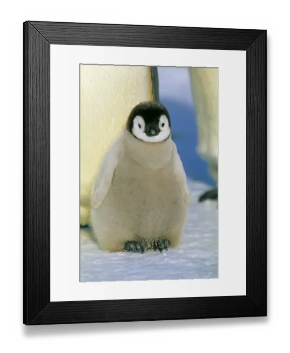 Framed Print : Emperor Penguin chick, Aptenodytes forsteri, Dawson Lambton Glacier, Weddell Sea Framed Print : Emperor Penguin chick, Aptenodytes forsteri, Dawson Lambton Glacier, Weddell Sea