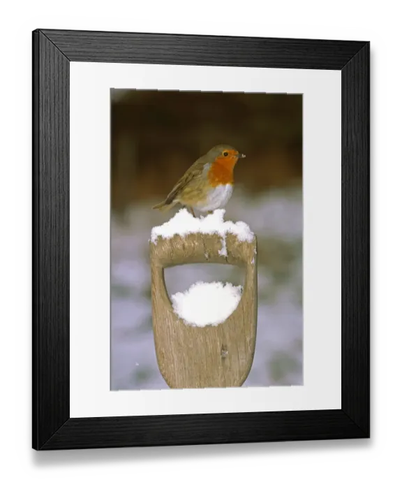 Framed Print : Robin, Erithacus rubecula, on fork handle in garden in winter, UK Framed Print : Robin, Erithacus rubecula, on fork handle in garden in winter, UK
