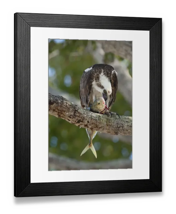 Framed Print : Osprey Pandion haliaetus eating fish Florida Everglades Framed Print : Osprey Pandion haliaetus eating fish Florida Everglades