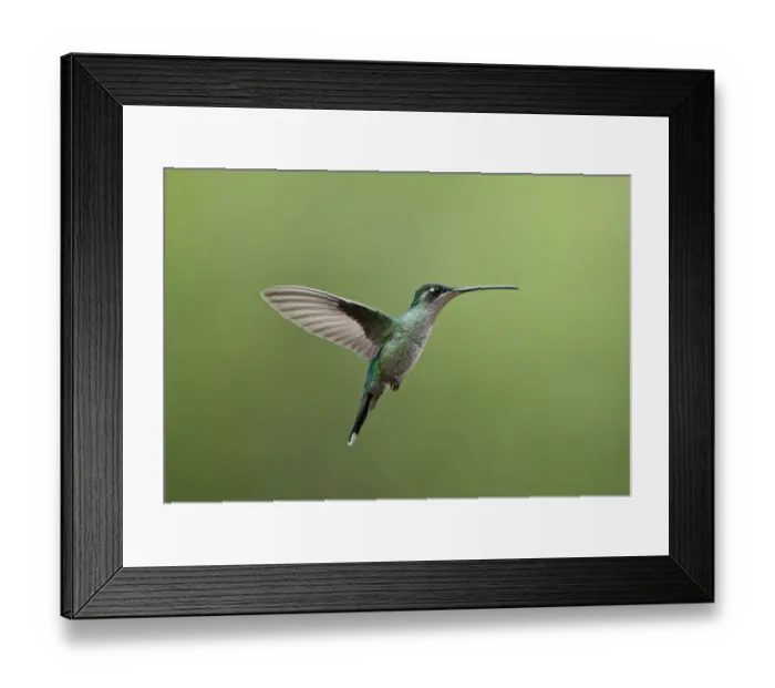 Framed Print : Magnificent Hummingbird Eugenes fulgens female Savegre Costa Rica Framed Print : Magnificent Hummingbird Eugenes fulgens female Savegre Costa Rica