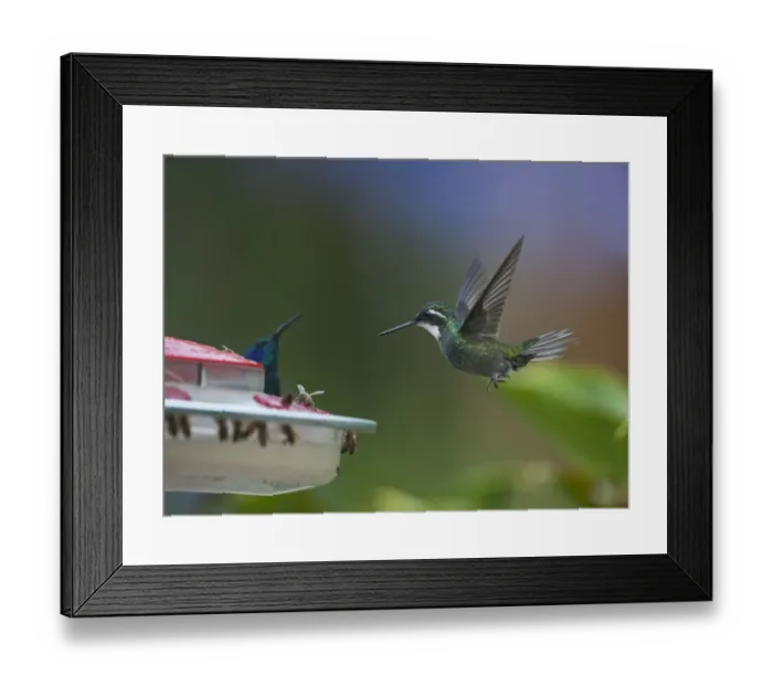 Framed Print : Grey-tailed Mountain Gem Lampornis cinereicauda female at feeder Cordillera Talamanca Framed Print : Grey-tailed Mountain Gem Lampornis cinereicauda female at feeder Cordillera Talamanca
