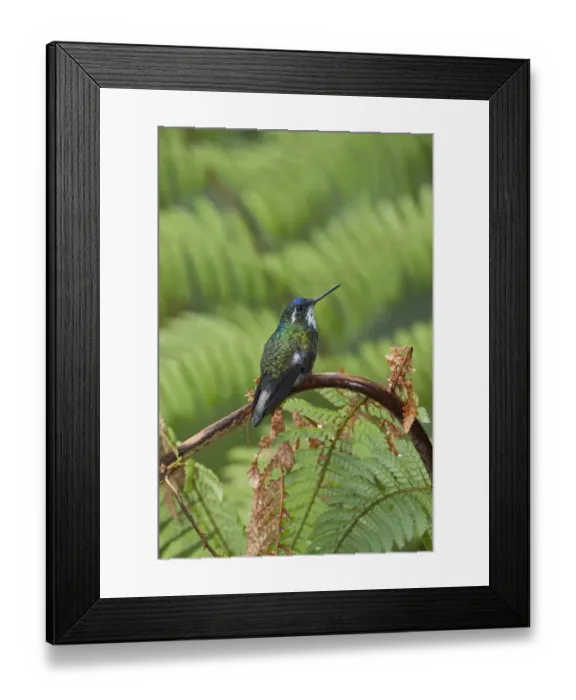 Framed Print : White-throated Mountain-Gem Lampornis castaneoventris Savegre Costa Rica Framed Print : White-throated Mountain-Gem Lampornis castaneoventris Savegre Costa Rica