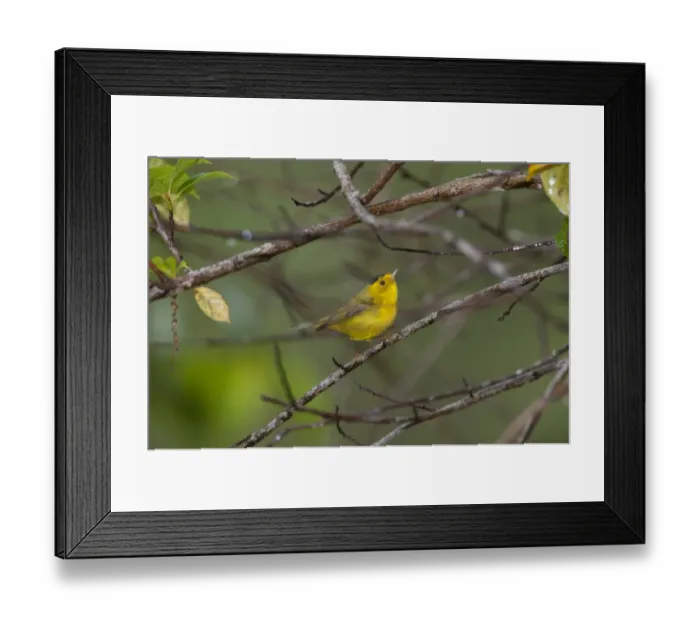 Framed Print : Wilsons Warbler Wilsonia pusilla male Savegre Costa Rica Framed Print : Wilsons Warbler Wilsonia pusilla male Savegre Costa Rica