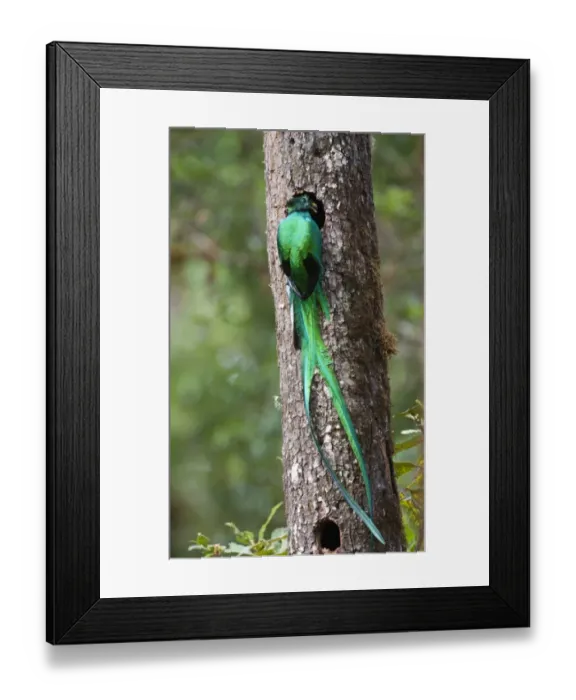 Framed Print : Resplendent Quetzal Pharomachrus mocinno male bringing food to nest Central Highlands