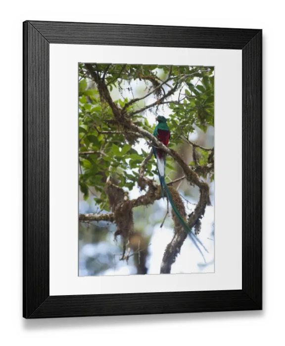 Framed Print : Resplendent Quetzal Pharomachrus mocinno Central Highlands Costa Rica Framed Print : Resplendent Quetzal Pharomachrus mocinno Central Highlands Costa Rica