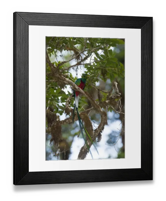 Framed Print : Resplendent Quetzal Pharomachrus mocinno Central Highlands Costa Rica Framed Print : Resplendent Quetzal Pharomachrus mocinno Central Highlands Costa Rica